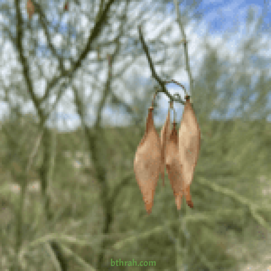 بذور شجرة السيرسيديوم Cercidium floridum